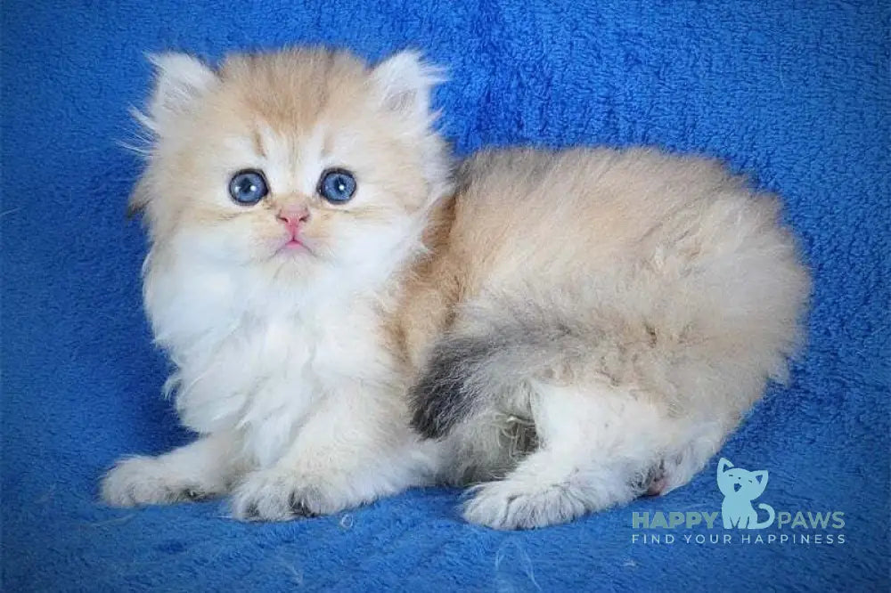 Elfik British Longhair male black golden shaded live animals