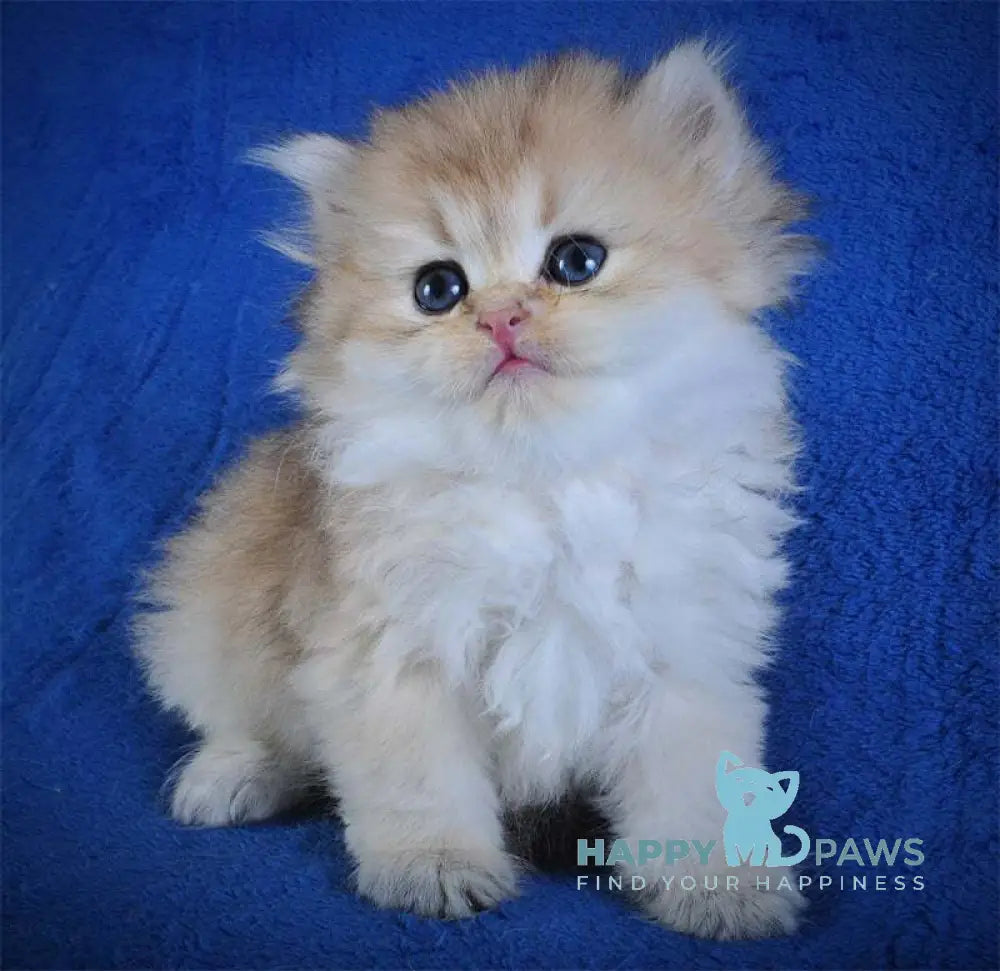 Elfik British Longhair male black golden shaded live animals