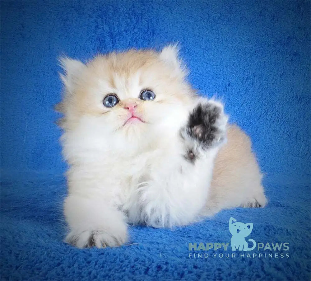 Elfik British Longhair male black golden shaded live animals
