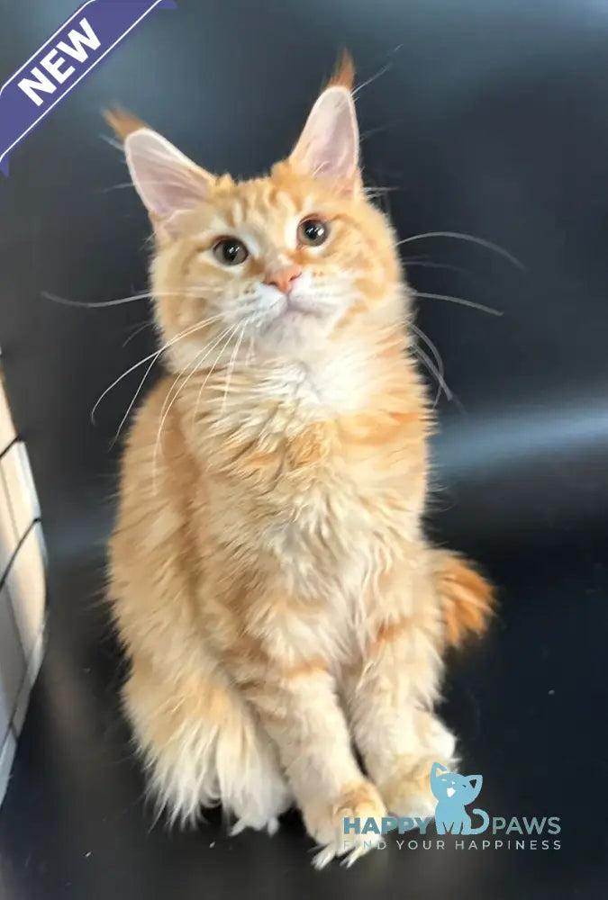 Elga Maine Coon female red tabby live animals