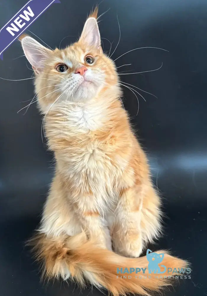 Elga Maine Coon female red tabby live animals