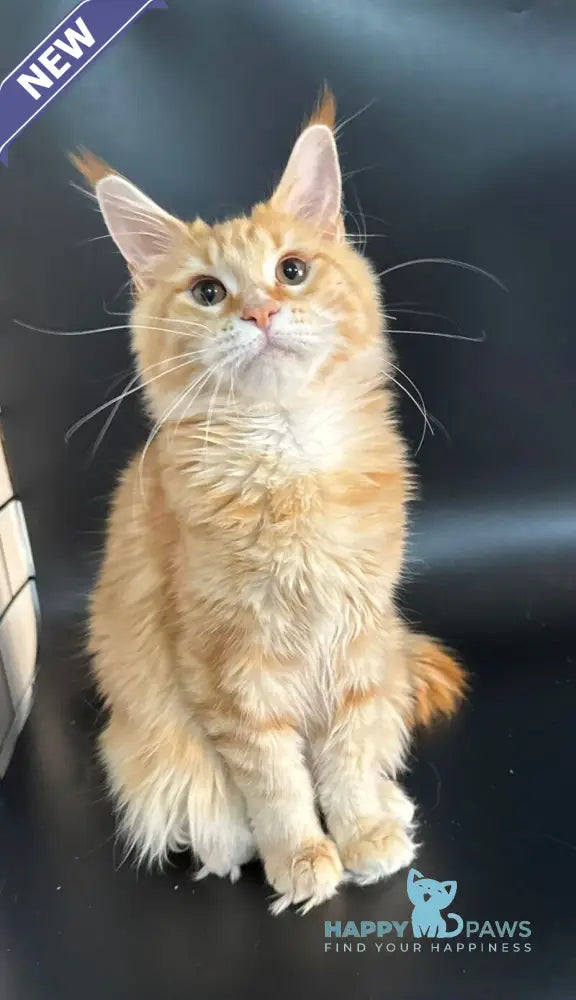 Elga Maine Coon female red tabby live animals