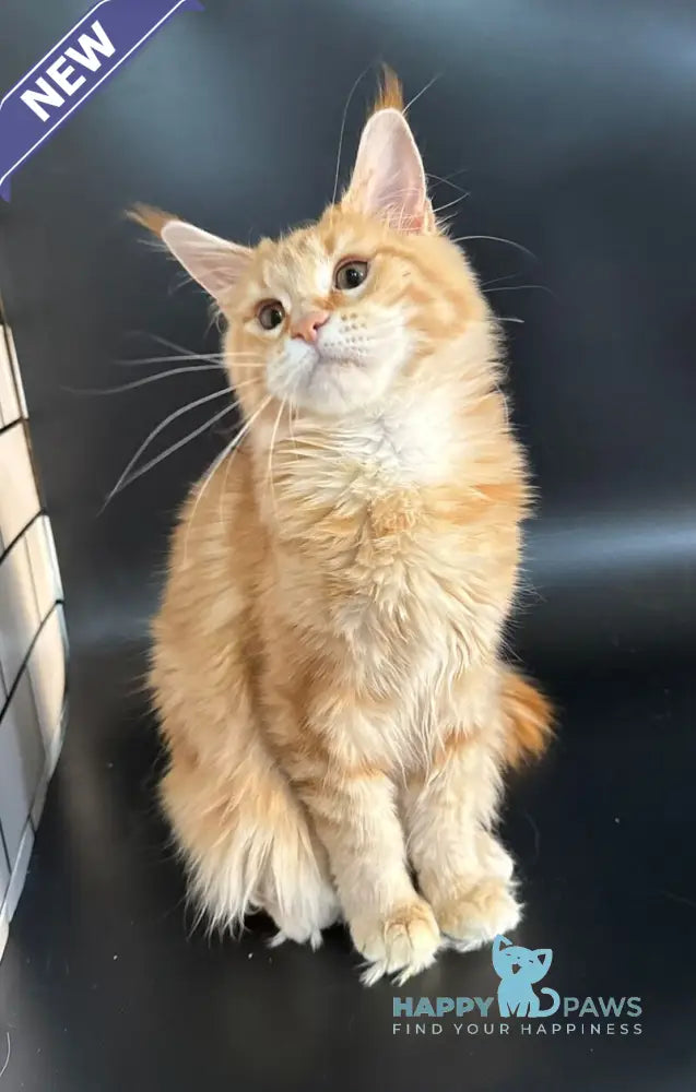 Elga Maine Coon female red tabby live animals