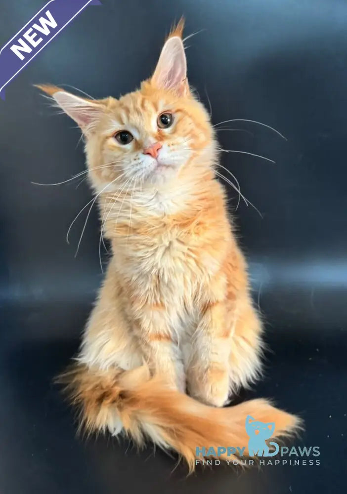 Elga Maine Coon female red tabby live animals