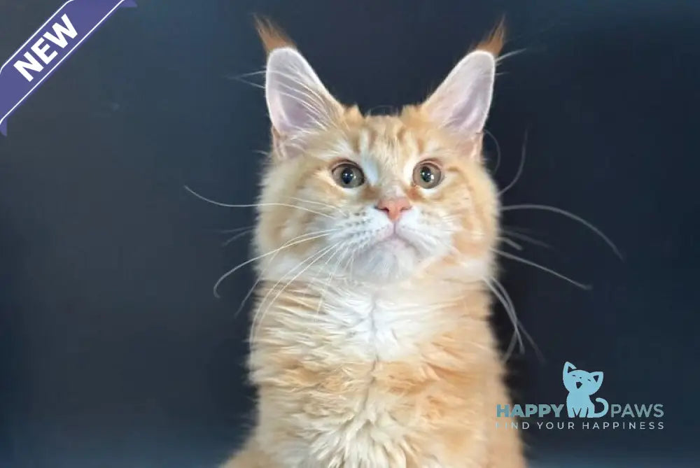 Elga Maine Coon female red tabby live animals