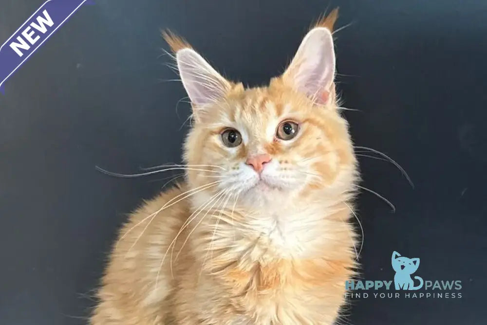 Elga Maine Coon female red tabby live animals