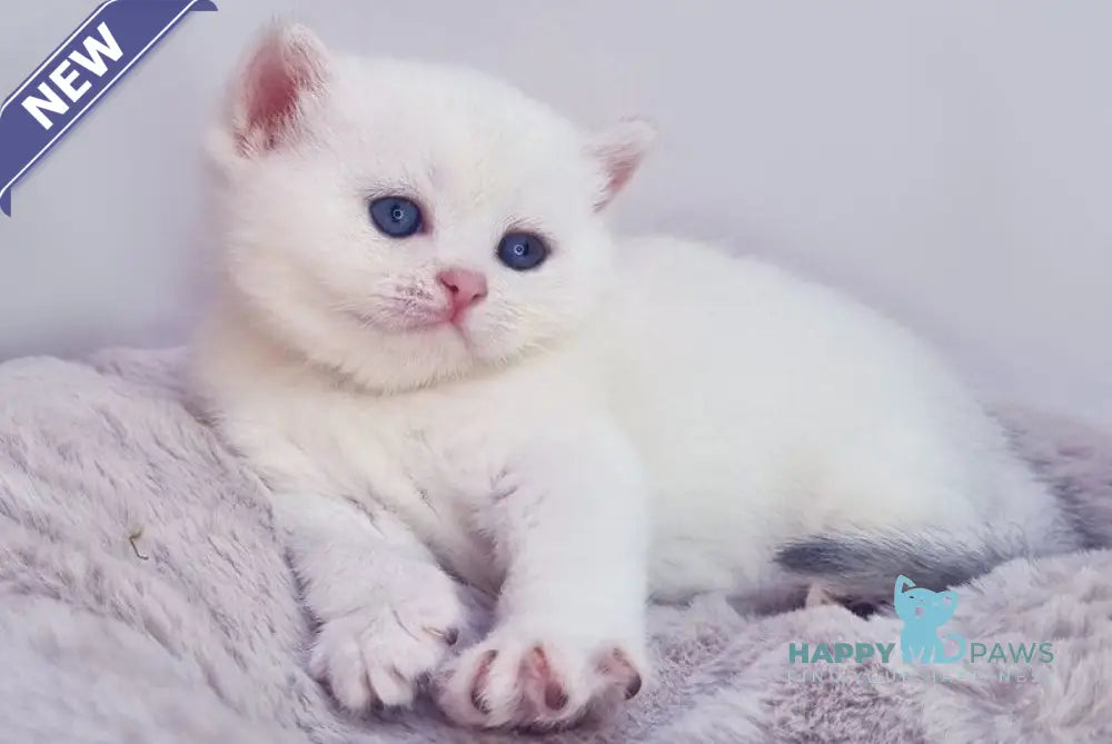 Elia British Shorthair female black silver shaded pointed live animals