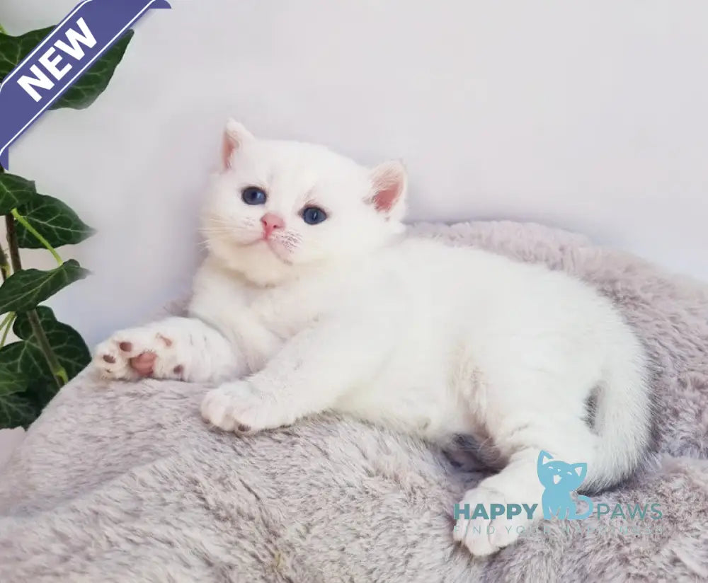 Elia British Shorthair female black silver shaded pointed live animals