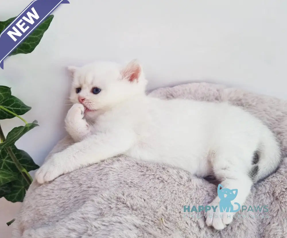 Elia British Shorthair female black silver shaded pointed live animals