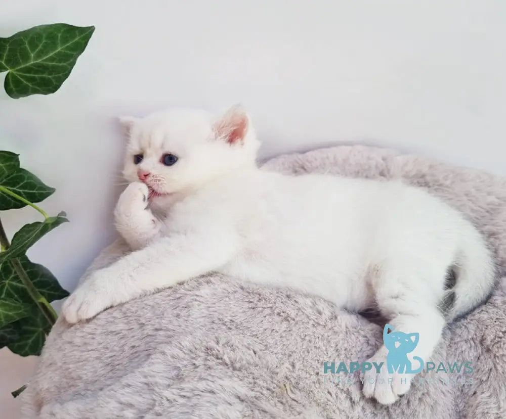 Elia British Shorthair female black silver shaded pointed live animals