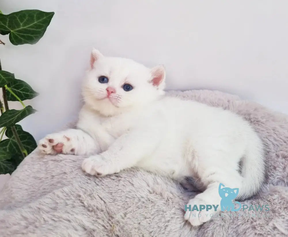 Elia British Shorthair female black silver shaded pointed live animals