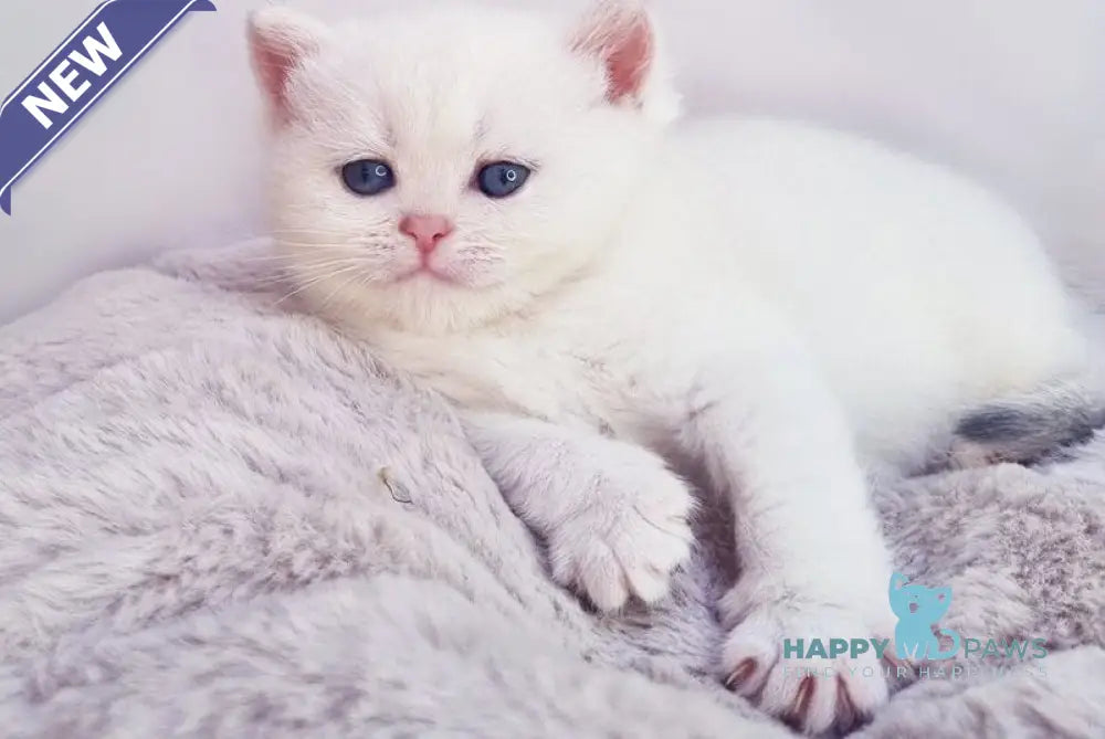Elia British Shorthair female black silver shaded pointed live animals