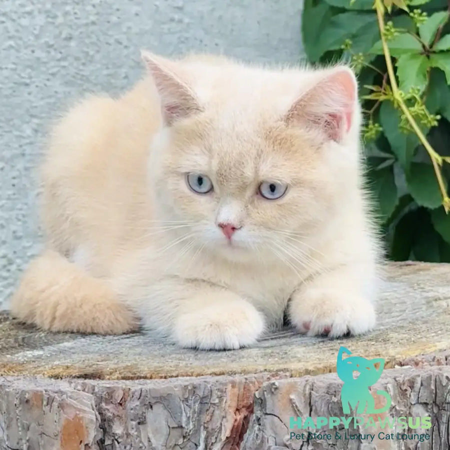 Elian British Shorthair male cream golden - live animals