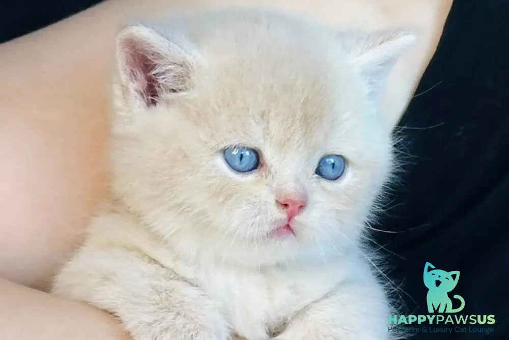 Elian British Shorthair male cream golden - live animals