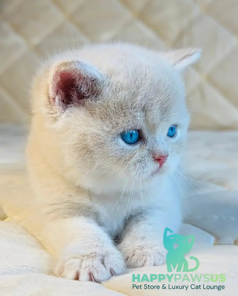 Elian British Shorthair male cream golden - live animals