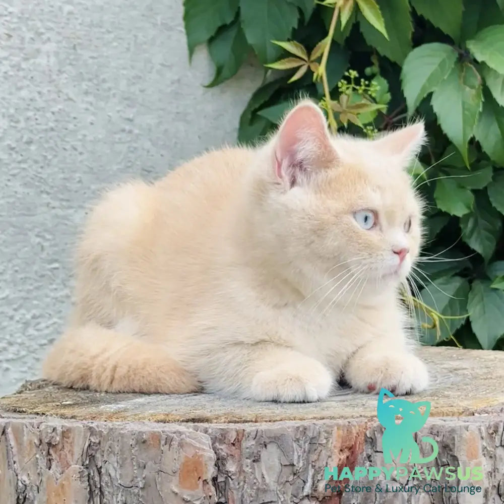 Elian British Shorthair male cream golden - live animals