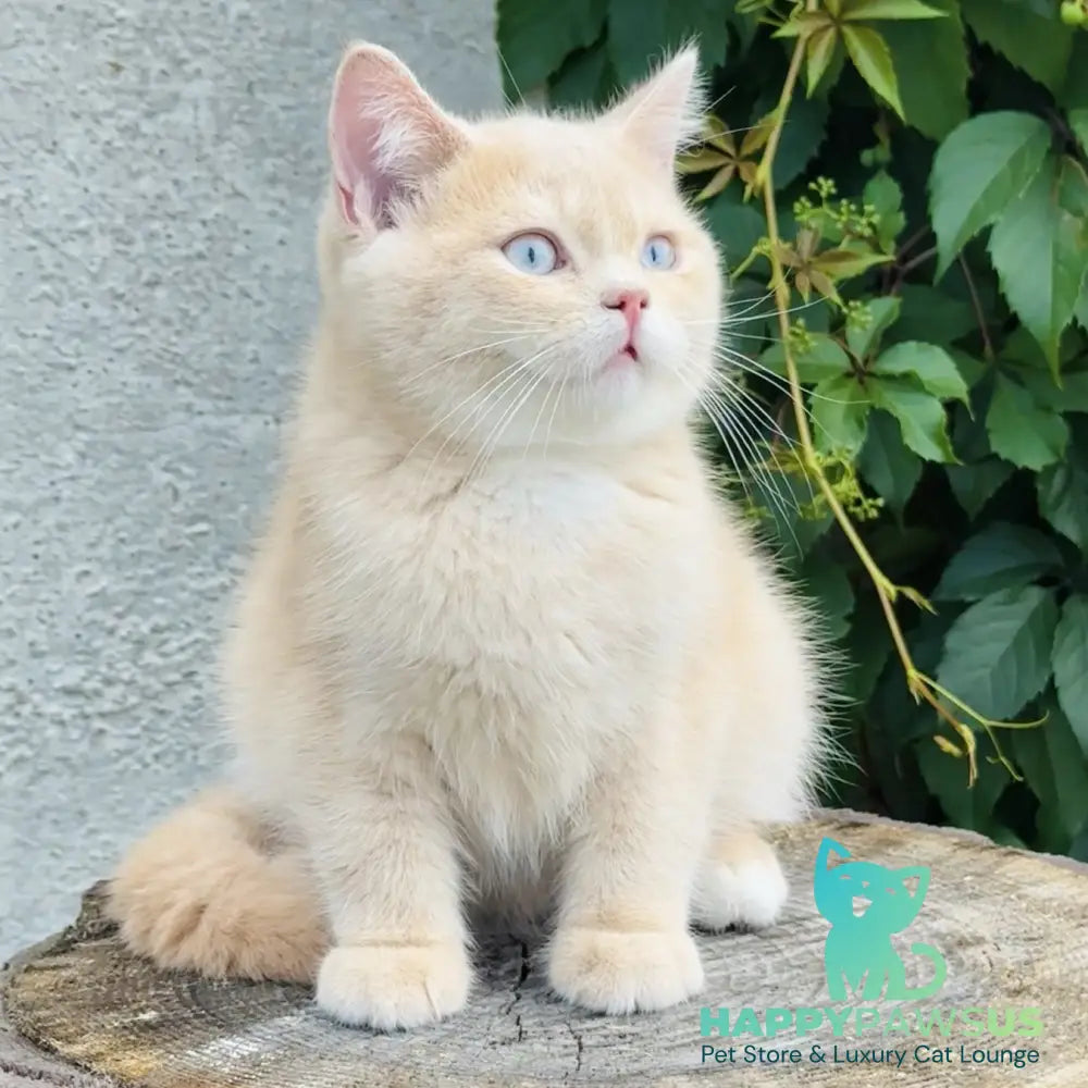 Elian British Shorthair male cream golden - live animals