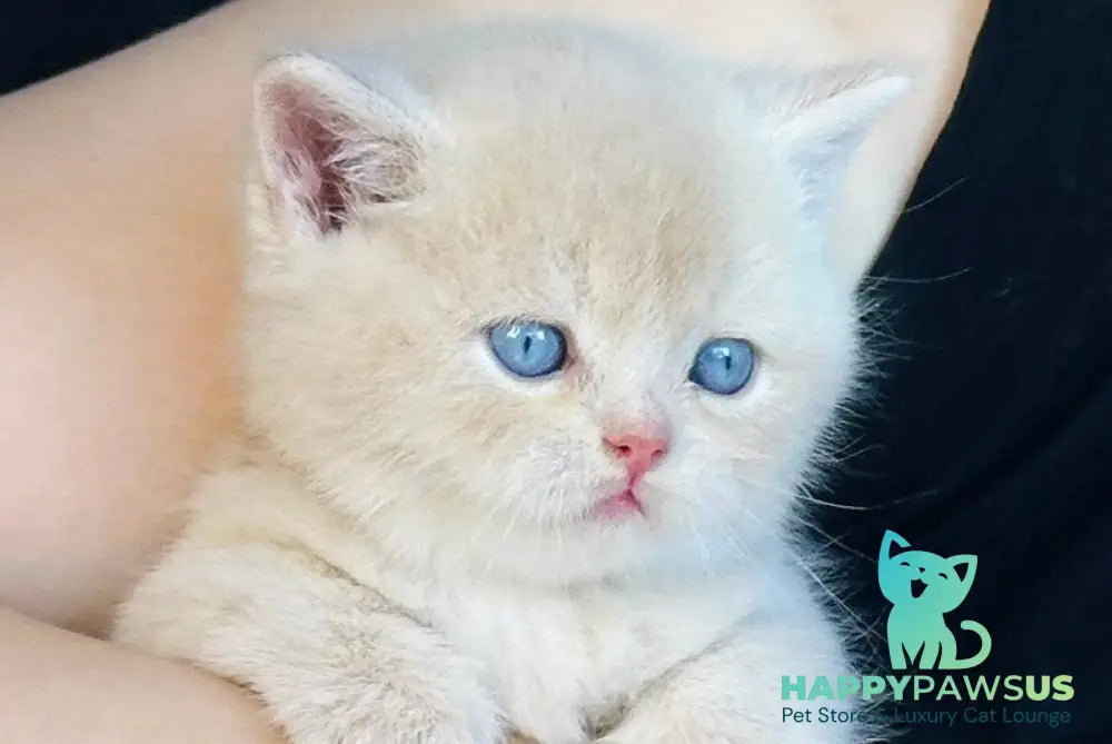 Elian British Shorthair male cream golden - live animals