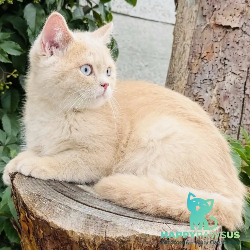 Elian British Shorthair male cream golden - live animals