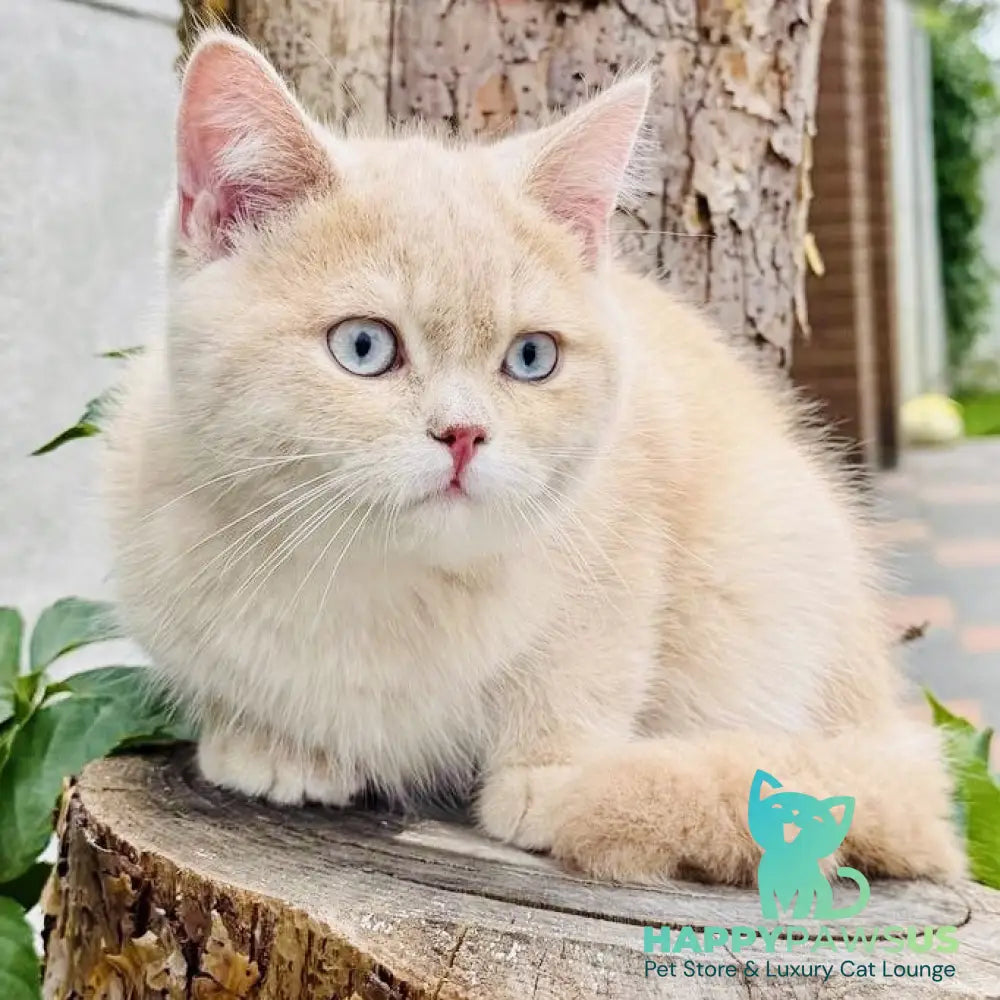 Elian British Shorthair male cream golden - live animals
