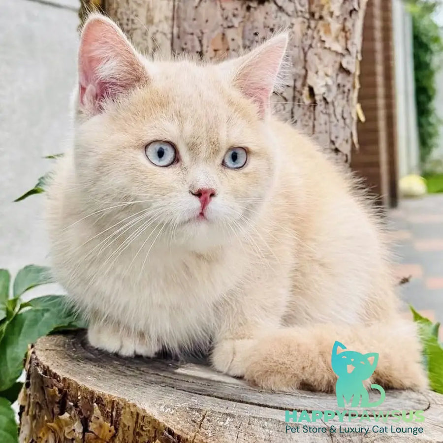 Elian British Shorthair male cream golden - live animals