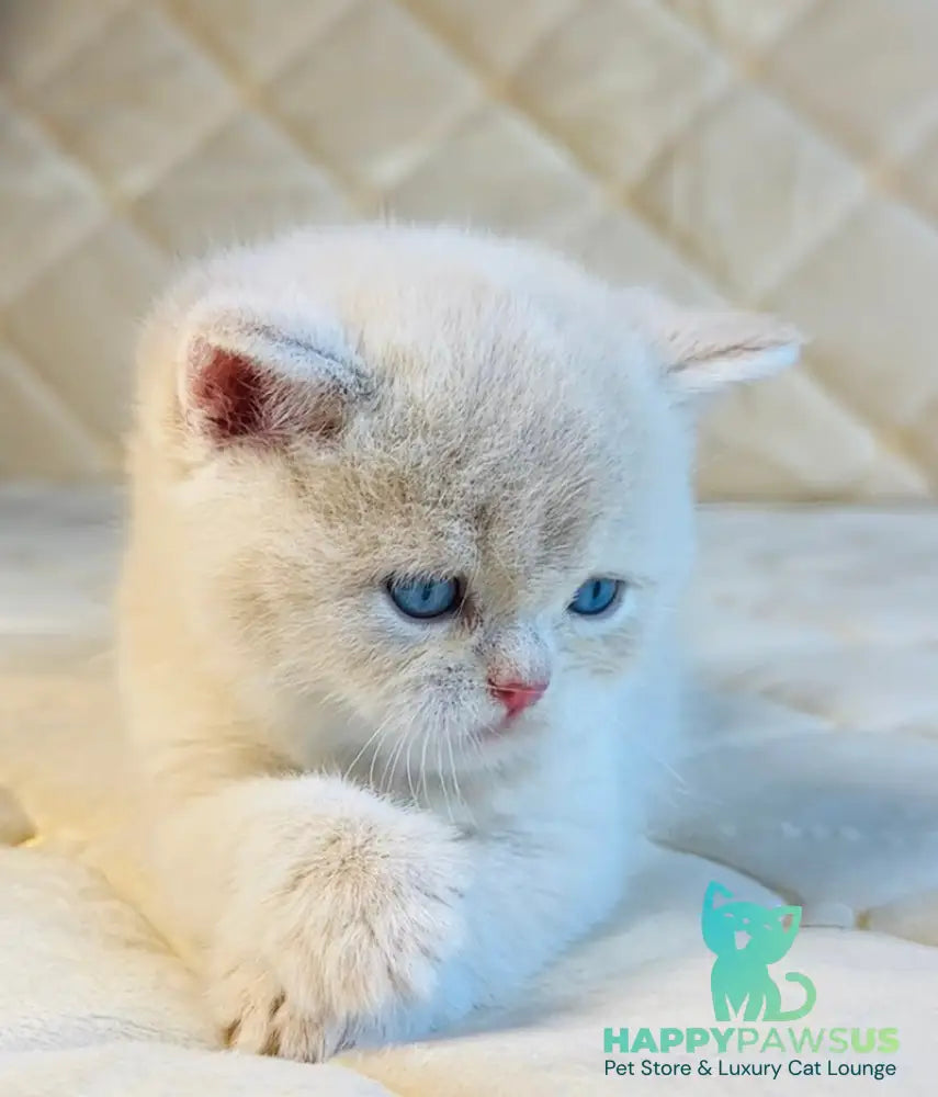 Elian British Shorthair male cream golden - live animals