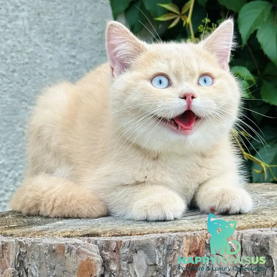 Elian British Shorthair male cream golden - live animals