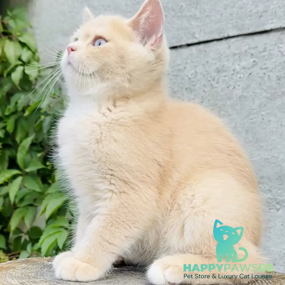 Elian British Shorthair male cream golden - live animals
