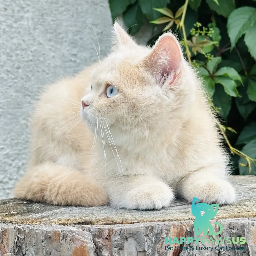 Elian British Shorthair male cream golden - live animals
