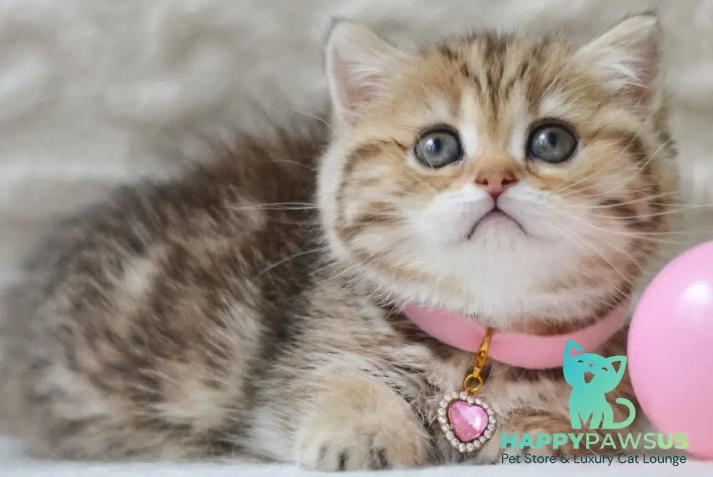 Eliana Munchkin female black golden tabby - live animals