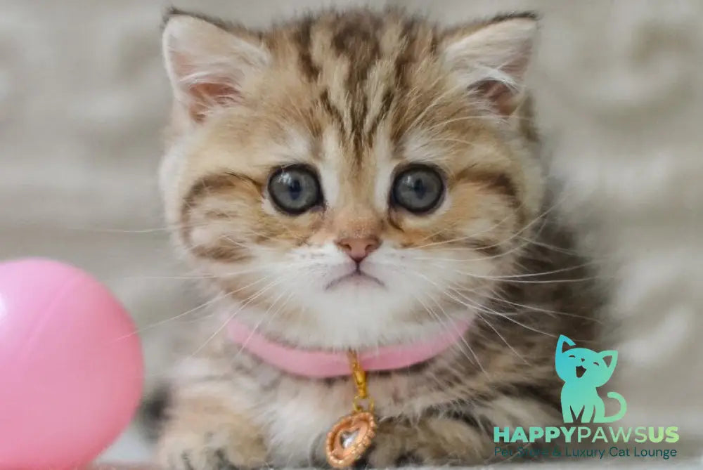 Eliana Munchkin female black golden tabby - live animals