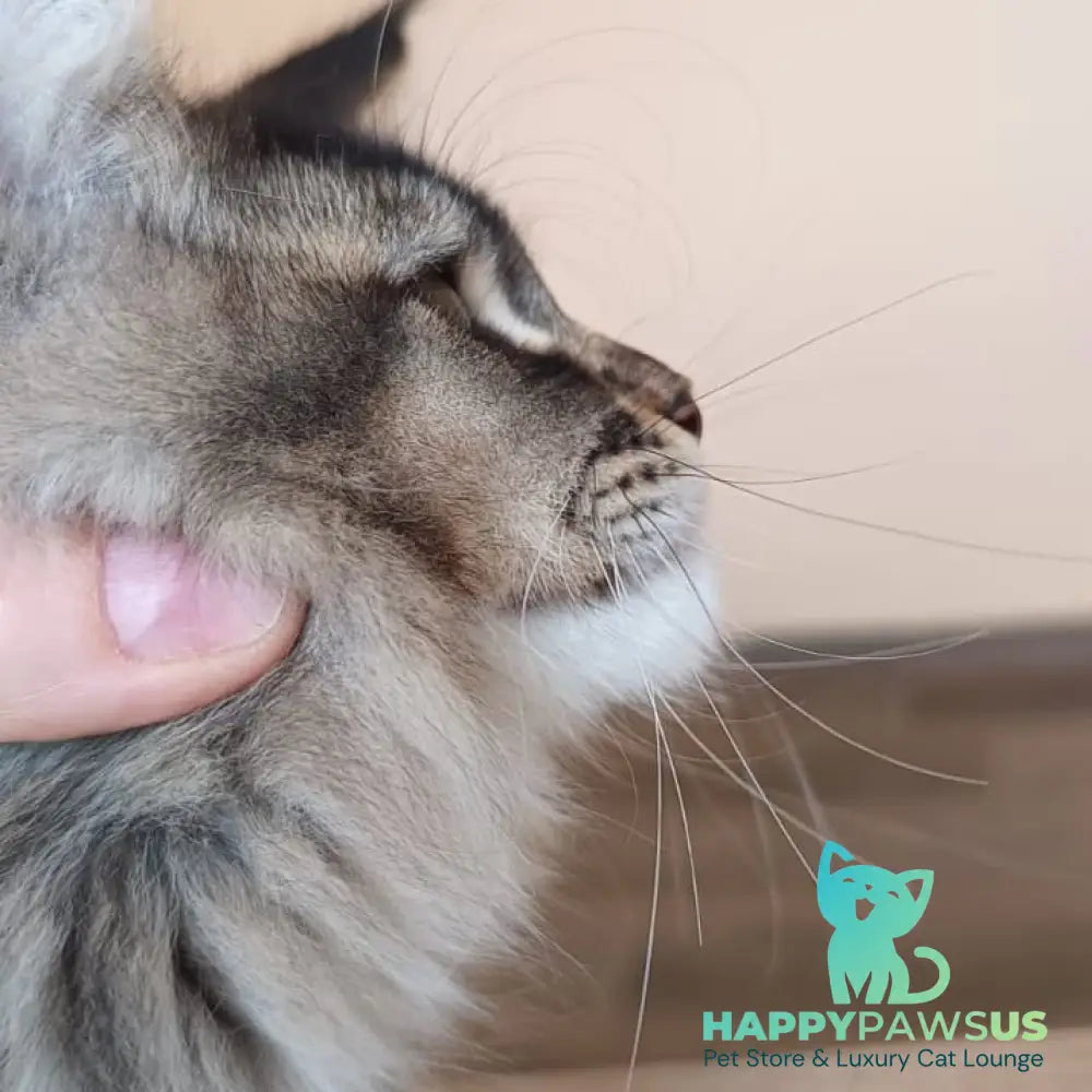 Elif Maine Coon female black ticked tabby - live animals