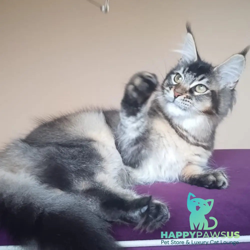 Elif Maine Coon female black ticked tabby - live animals