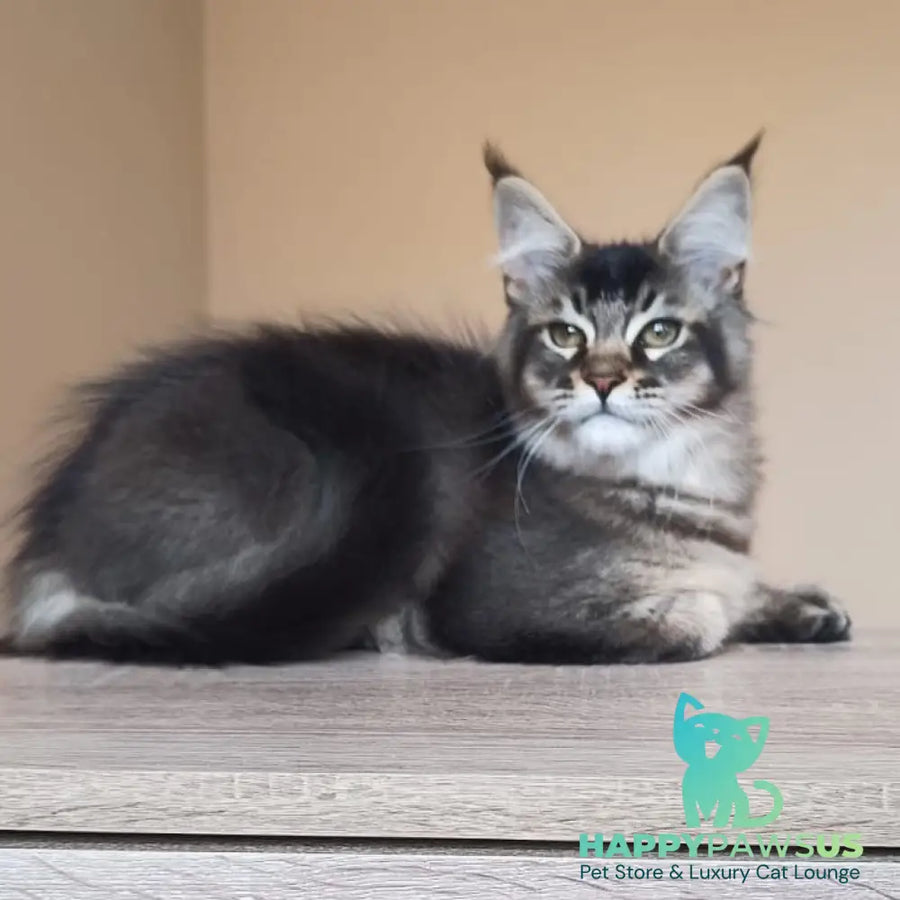 Elif Maine Coon female black ticked tabby - live animals
