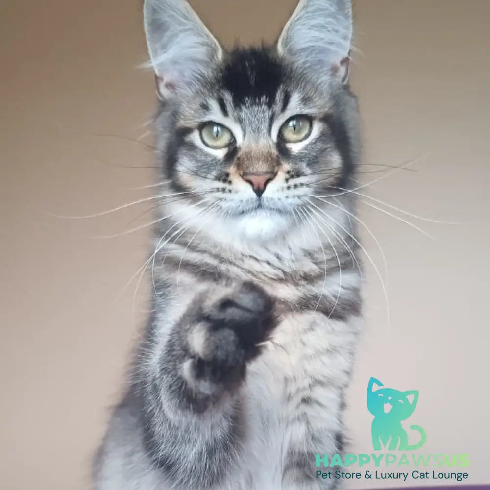 Elif Maine Coon female black ticked tabby - live animals