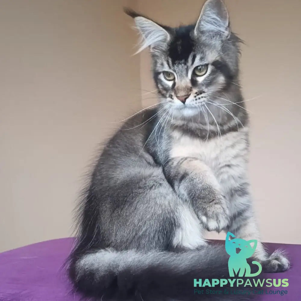 Elif Maine Coon female black ticked tabby - live animals