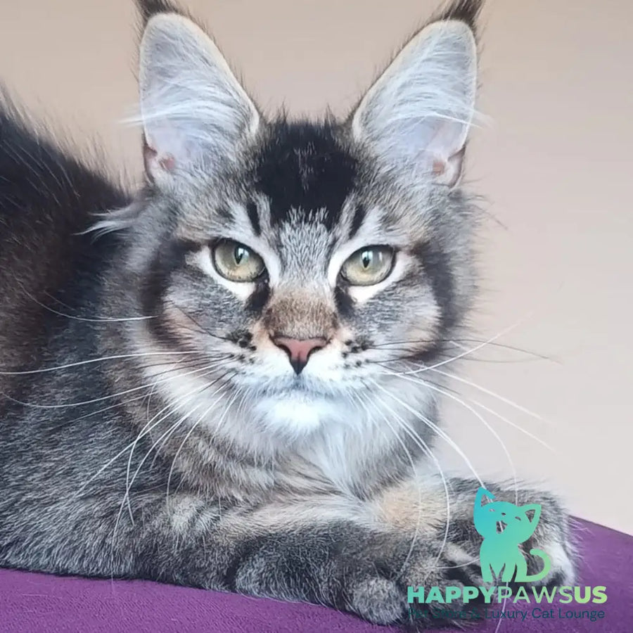 Elif Maine Coon female black ticked tabby - live animals