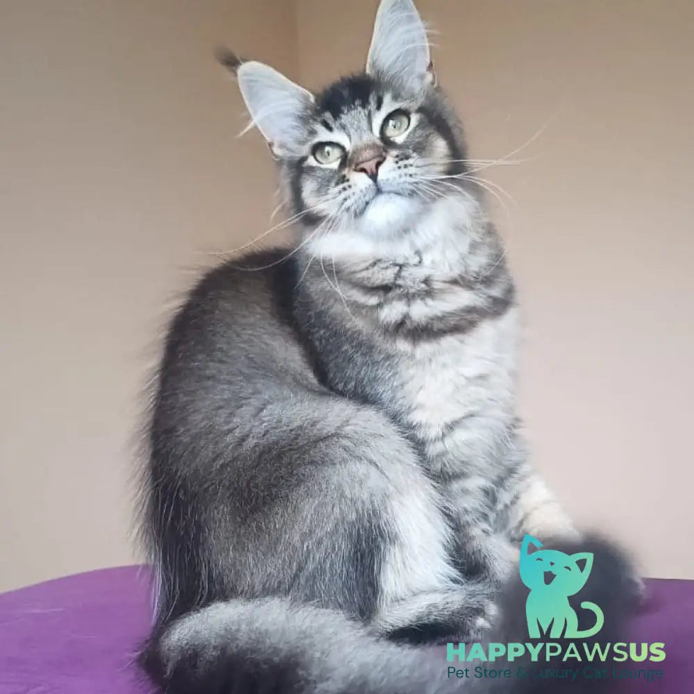 Elif Maine Coon female black ticked tabby - live animals