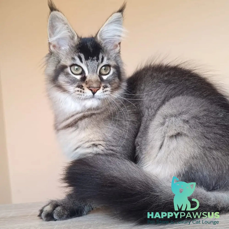 Elif Maine Coon female black ticked tabby - live animals