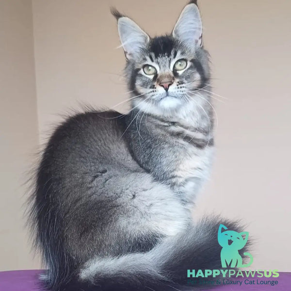 Elif Maine Coon female black ticked tabby - live animals