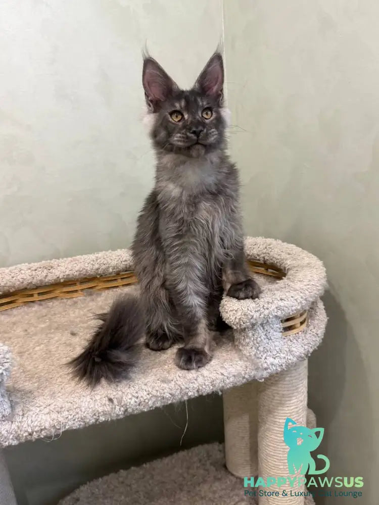 Elijah Maine Coon male black silver - live animals