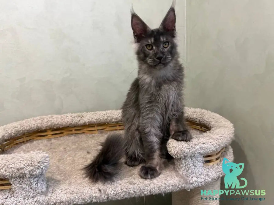 Elijah Maine Coon male black silver - live animals