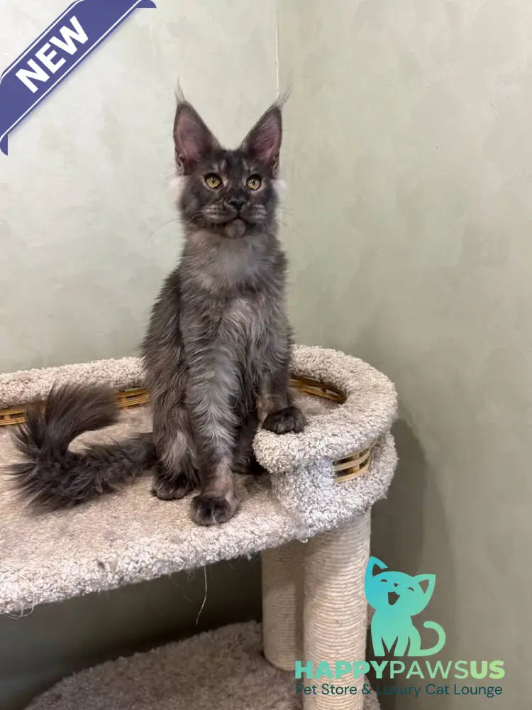 Elijah Maine Coon male black silver - live animals