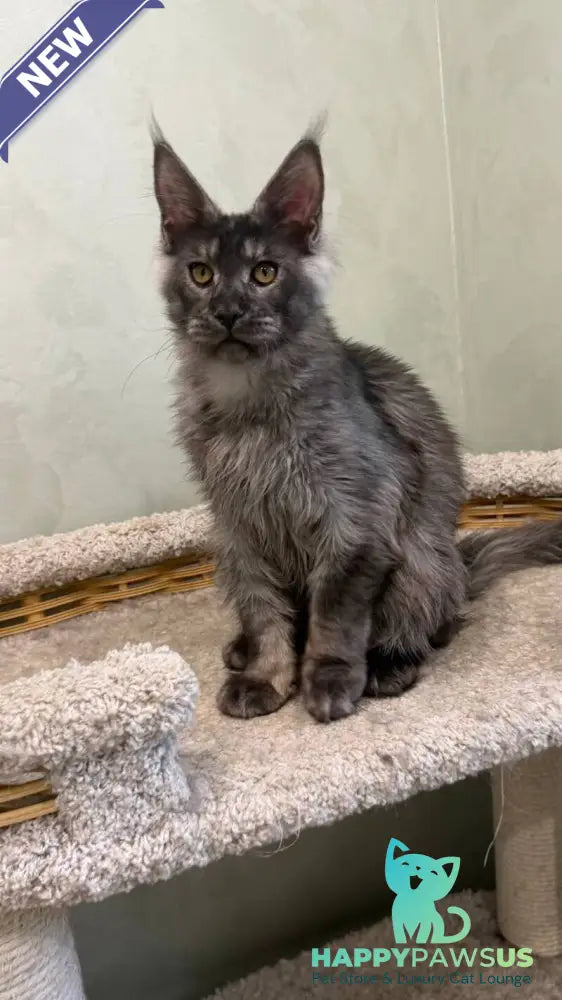 Elijah Maine Coon male black silver - live animals