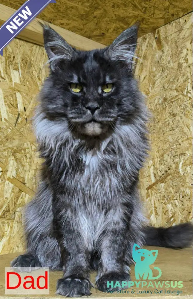 Elijah Maine Coon male black silver - live animals