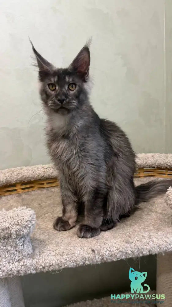 Elijah Maine Coon male black silver - live animals