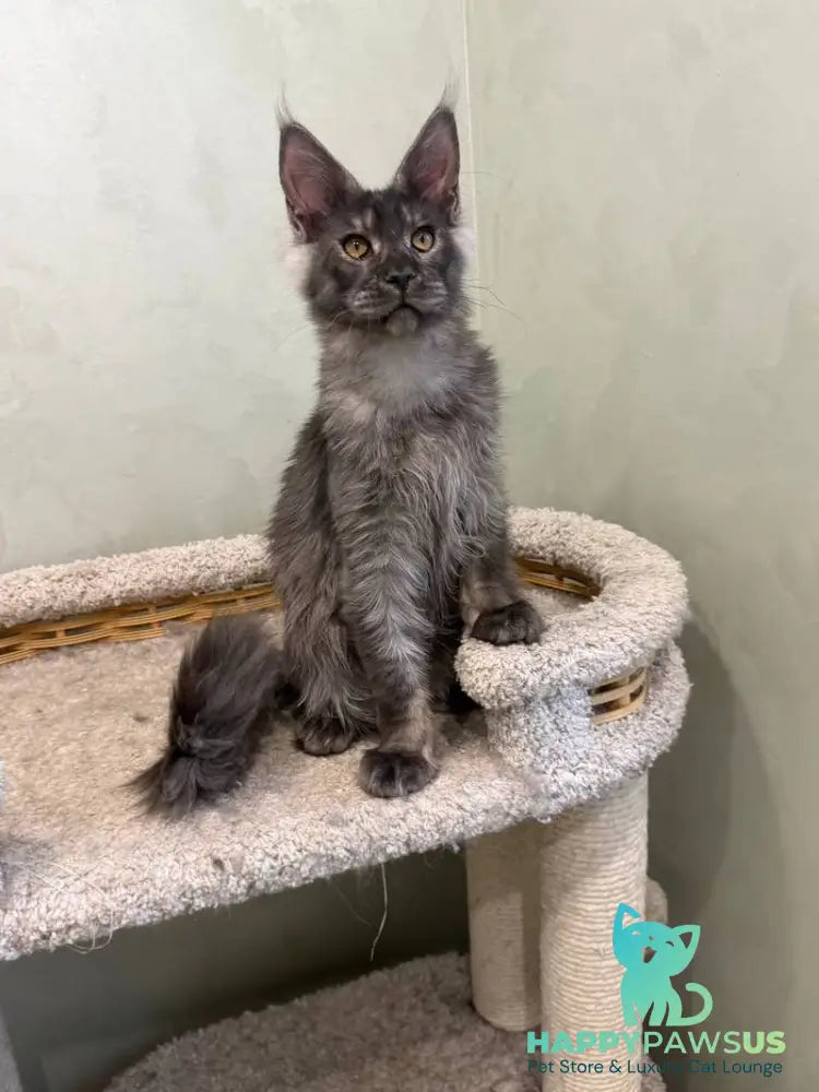 Elijah Maine Coon male black silver - live animals