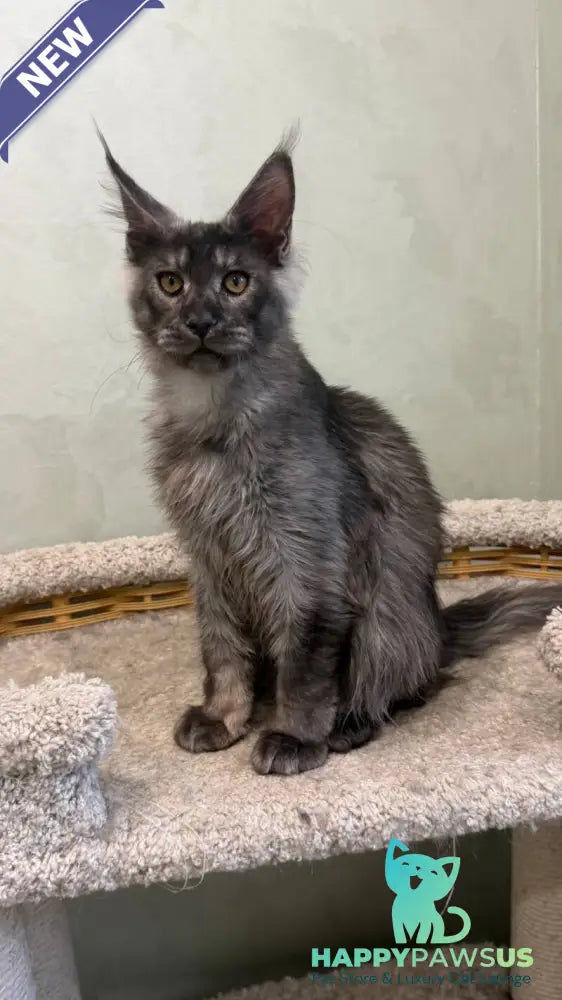 Elijah Maine Coon male black silver - live animals