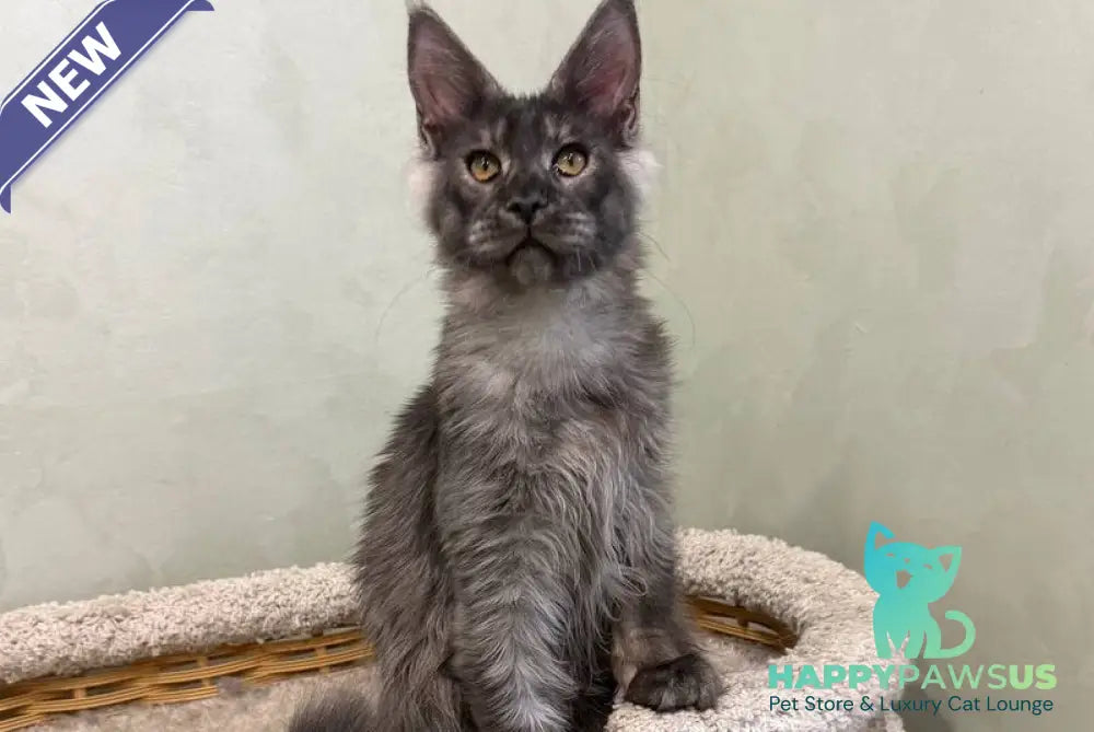 Elijah Maine Coon male black silver - live animals