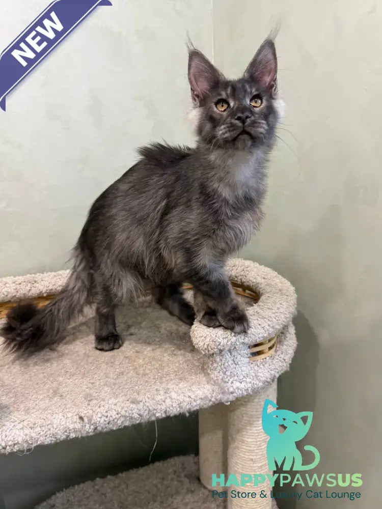 Elijah Maine Coon male black silver - live animals